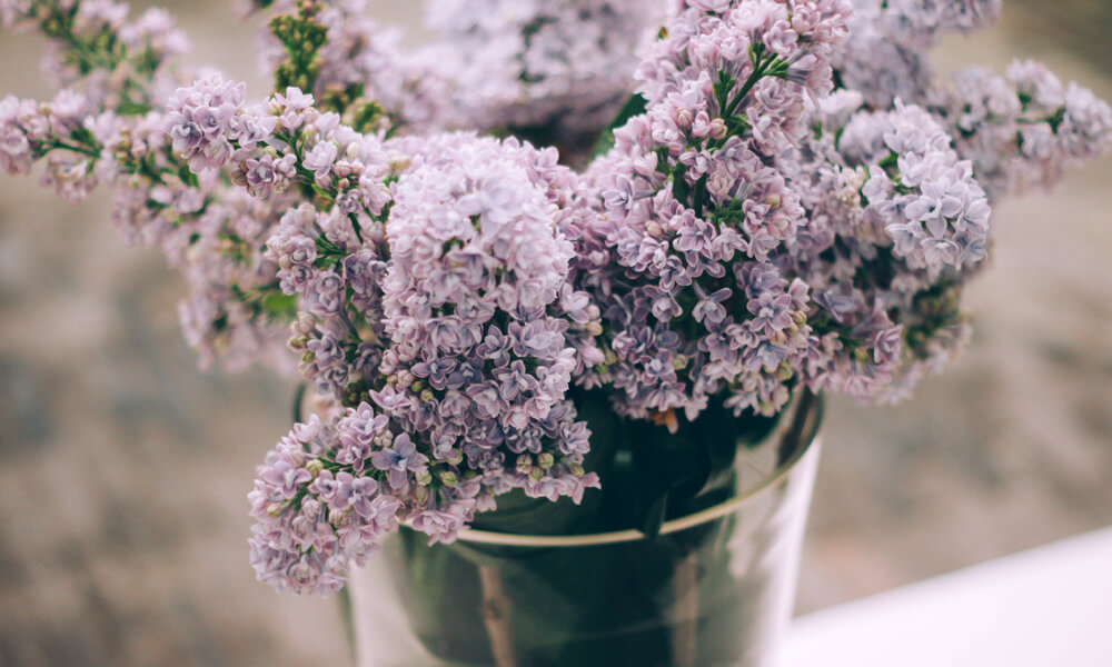 Lilacs Blooming Season